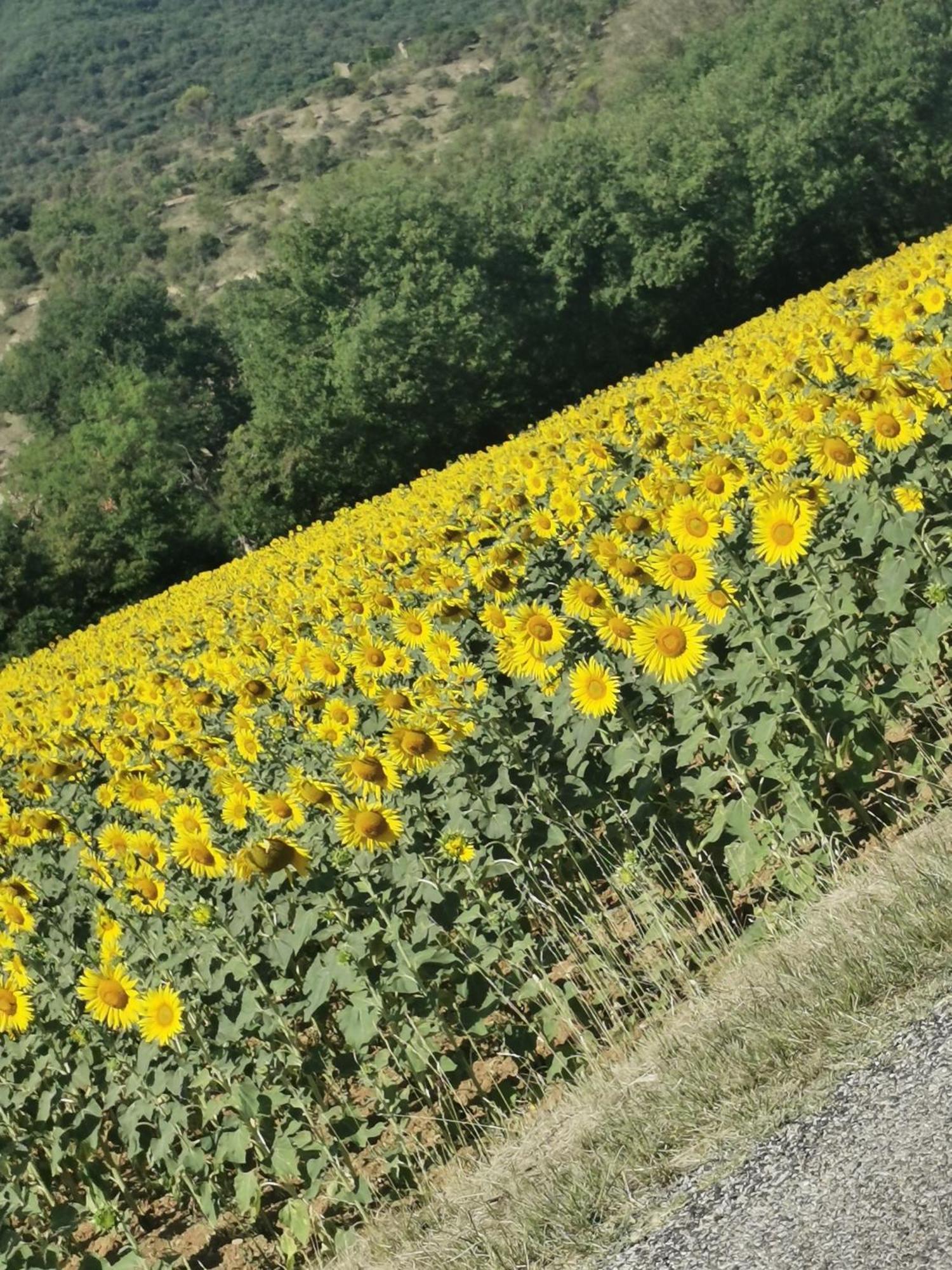 Mes Maisons Gardoises, Two Gites Sleeping 13 With Two Private Pools, Kids Room, Laundry, Disco, Free Wifi, Linen And Dog'S Are Welcome Gagnieres Экстерьер фото
